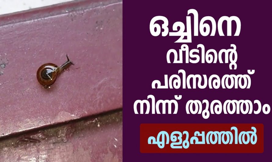 വീടിന്റെ  പരിസരത്തു നിന്നും  എളുപ്പത്തിൽ ഒച്ചിനെ ഒഴിവാക്കാം