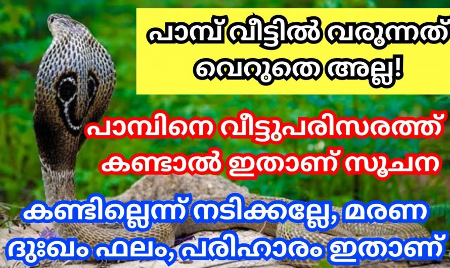 നിങ്ങളുടെ വീട്ടിൽ പാമ്പ് വരുകയാണെങ്കിൽ ഇത്തരം കാര്യങ്ങൾ മനസ്സിലാക്കണം…