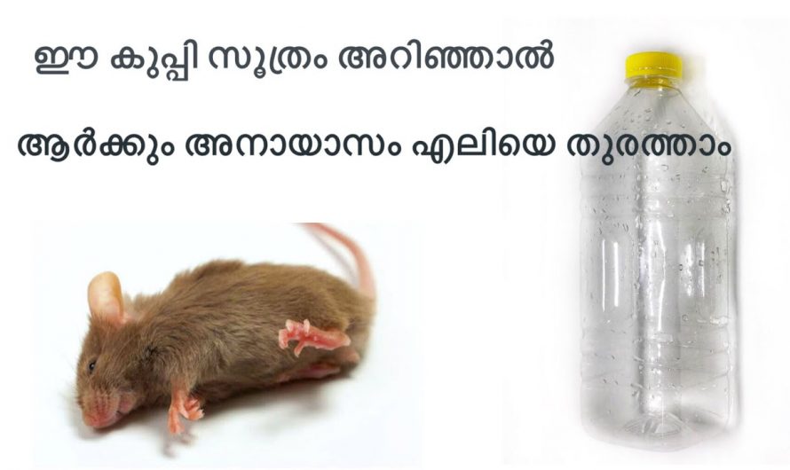 എലിയെ ജീവനോടെ പിടിക്കാം ഇങ്ങനെ ചെയ്താൽ.