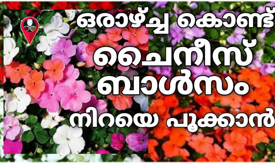 ചെടികളിൽ പൂക്കൾ ധാരാളം ഉണ്ടാകുന്നതിനും പച്ചക്കറി കൃഷിക്കും ഈ വളം അനുയോജ്യം…