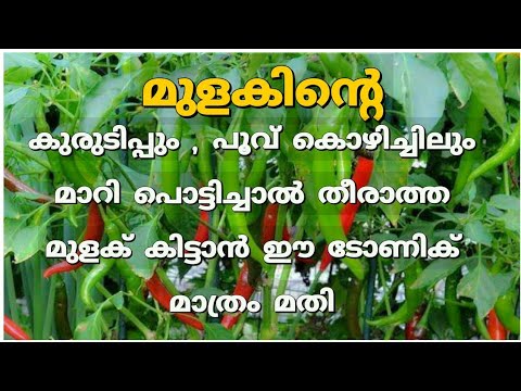 ഇനി പേടിക്കേണ്ട പച്ചമുളക് കൃഷി ഇങ്ങനെ ചെയ്താൽ.