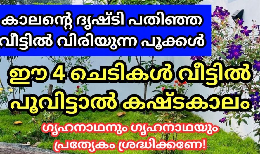 വീട്ടിലിരിക്കലും ഇത്തരത്തിലുള്ള ചെടികൾ നട്ടുവളർത്തരുത് ഇത് വളരെ അധികം ദോഷം ചെയ്യും…