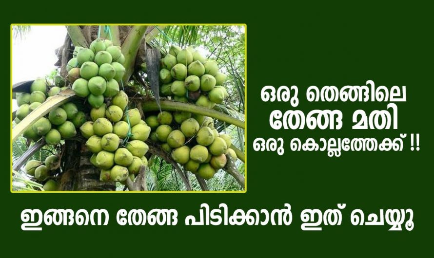 തെങ്ങിൽ തേങ്ങ നിറയെ ഉണ്ടാകാൻ ഇതാ കിടിലൻ വഴി…