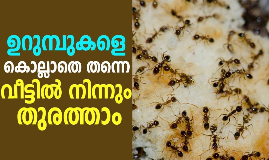 വളരെ എളുപ്പത്തിൽ തന്നെ വീട്ടിലെ ഉറുമ്പ് ശല്യം പരിഹരിക്കാൻ…