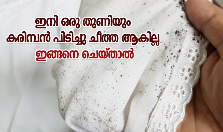 കരിമ്പൻ കളയാൻ ഇതിലും നല്ല മാർഗം വേറെയില്ല.