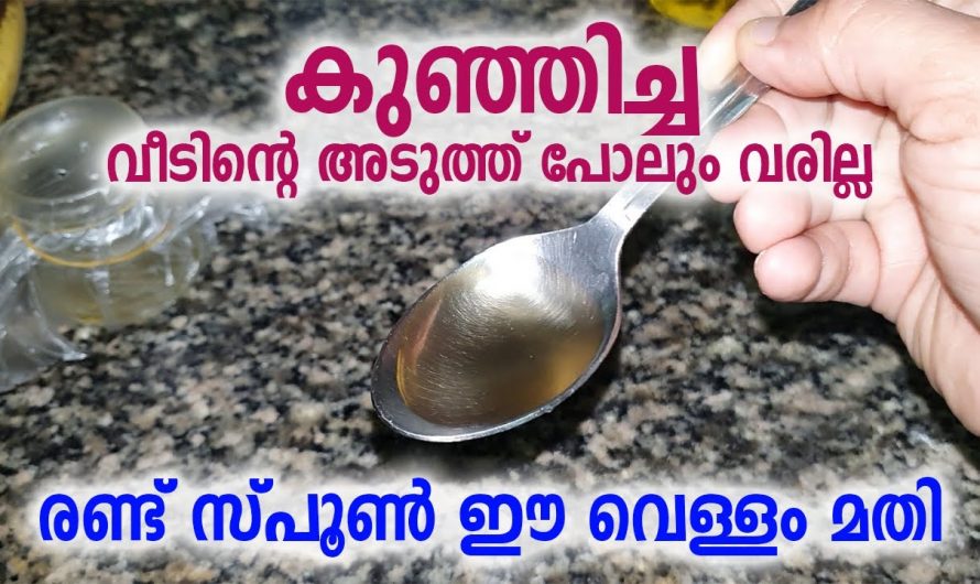 വീടുകളിൽ നിന്ന് ഈച്ചയെയും കുഞ്ഞൻ പ്രാണികളെയും എളുപ്പത്തിൽ ഇല്ലാതാക്കാൻ…