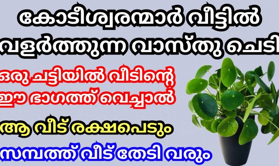 ഈ ചെടി നട്ടുവളർത്തിയാൽ വീട്ടിൽ പണം കുമിഞ്ഞു കൂടും..