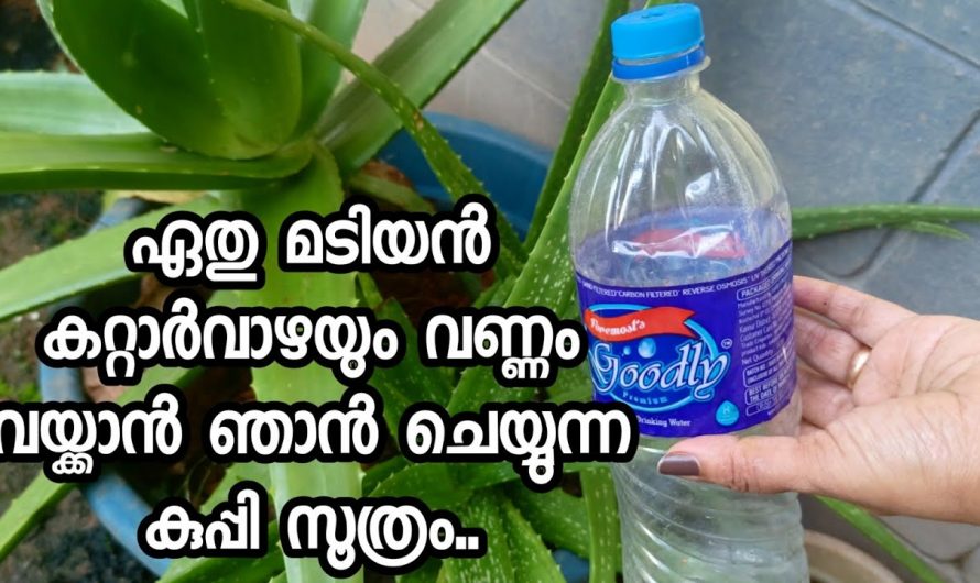 കറ്റാർവാഴ ചെടി വളര്‍ത്തുവാൻ ഇങ്ങനെ ചെയ്താൽ മതി.