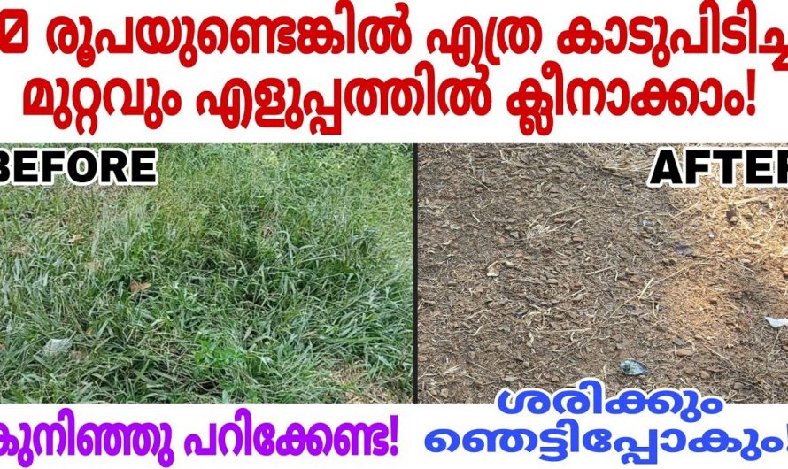 കാടുപിടിച്ച പുല്ലുകൾ കരിയിച്ചു കളയുവാൻ ഇങ്ങനെ ചെയ്താൽ മതി.