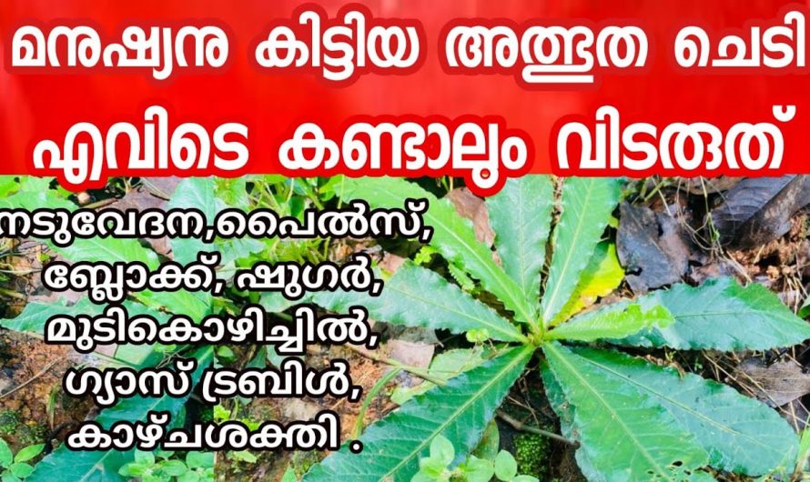 ഒരുപാട് ഗുണമുള്ള ആനച്ചുവടിയെ  കുറിച്ച് അറിയാം.