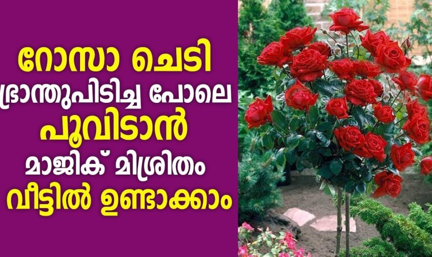 പൂന്തോട്ടവും പച്ചക്കറി തോട്ടവും മനോഹരമാക്കാൻ ഇതാ കിടിലൻ വഴി….