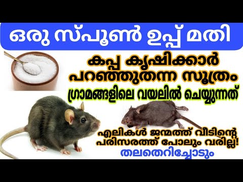 എലിശല്യം  പരിഹരിക്കാൻ ഇത് കിടിലൻ വഴി…