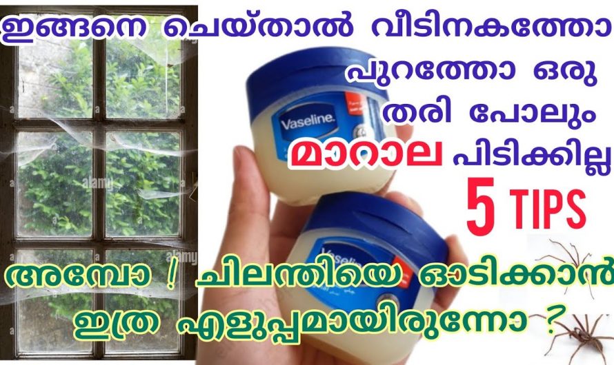 വീടിന് അകത്തും പുറത്തും മാറാല തട്ടുമ്പോൾ ശ്രദ്ധിക്കേണ്ട കാര്യങ്ങൾ.