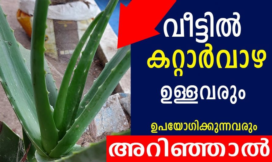 കറ്റാർവാഴയുടെ ഞെട്ടിക്കും ഔഷധഗുണങ്ങൾ…