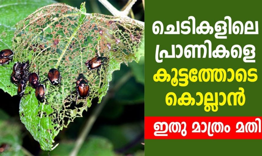 വീട്ടിലെയും പൂന്തോട്ടത്തിലെയും ചെറുപ്രാണികളെ എളുപ്പത്തിൽ പരിഹരിക്കും..