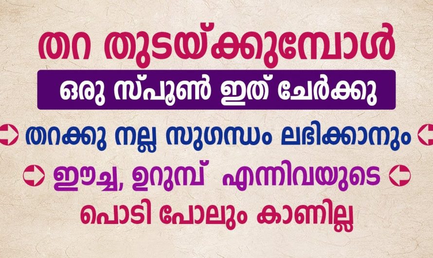 വീട്ടിൽ നറുമണം പകരുന്നതിനും ഉറുമ്പുകളെയും ഈച്ചകളെയും ഒഴിവാക്കാൻ ഇതാ കിടിലൻ വഴി..