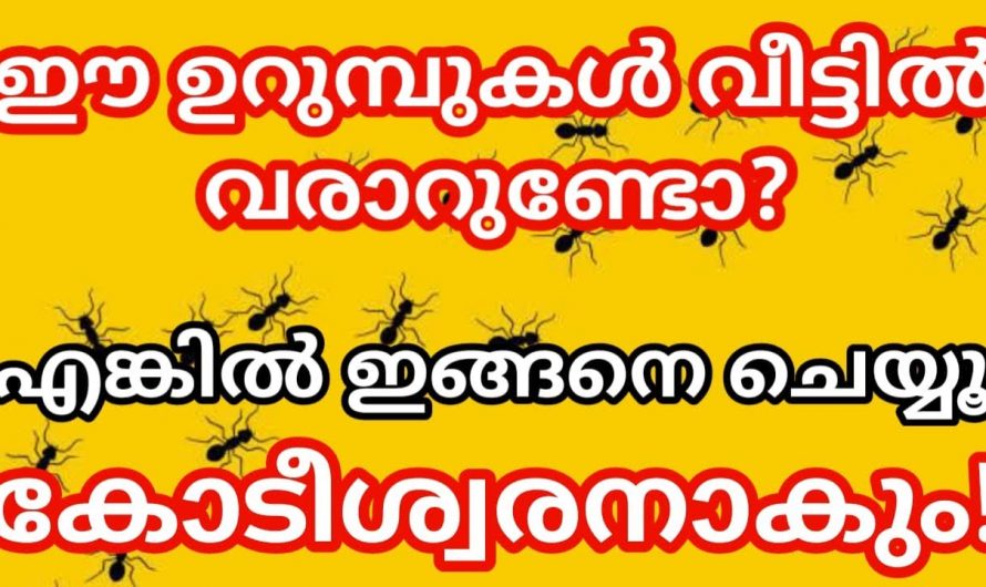 വീട്ടിൽ ഉറുമ്പുകൾ വന്നാൽ ഭാഗ്യമാണോ ദർഭാഗ്യമാണോ?.