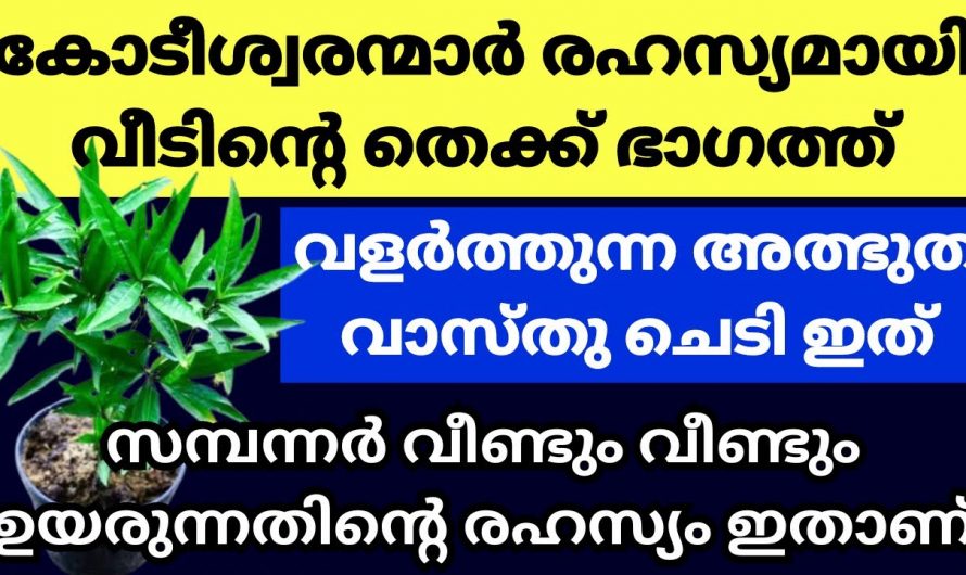 വാസ്തുശാസ്ത്രപ്രകാരം ഇത്തരം ചെടികൾ വീട്ടിൽ നട്ടുവളർത്തിയാൽ അനുഗ്രഹത്തിന്റെ പെരുമഴ..