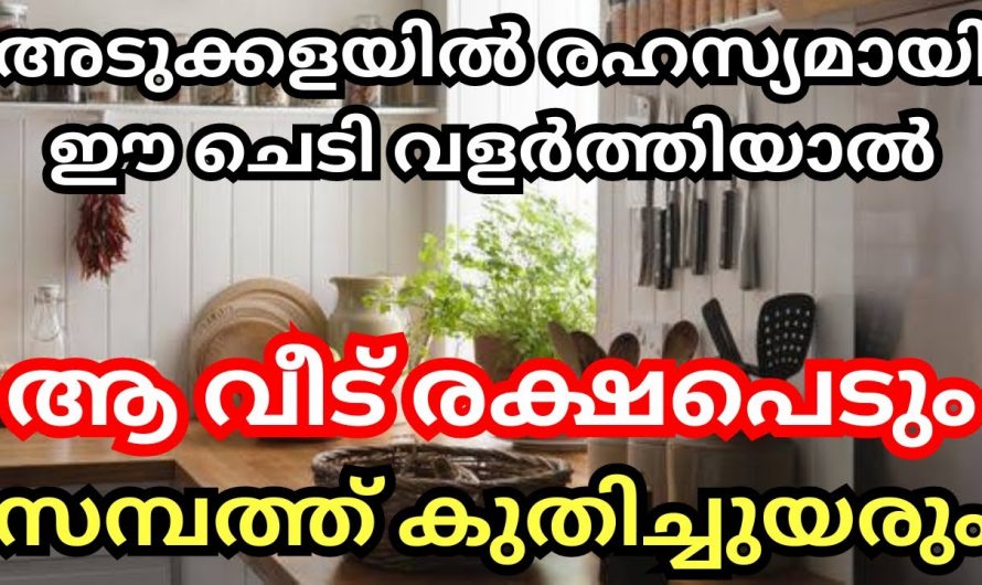 അടുക്കളയിൽ ഇത്തരം ചെടികൾ നട്ടുവളർത്തിയാൽ ഐശ്വര്യം വർദ്ധിക്കും..