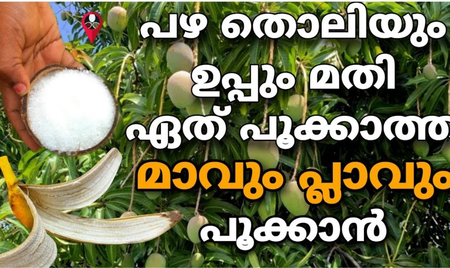 ചക്കയും മാങ്ങയും ധാരാളം ഉണ്ടാകുവാൻ ഈ വഴി ഒന്ന് ചെയ്തു നോക്കു ഒരു ശതമാനം നല്ല റിസൾട്ട്…