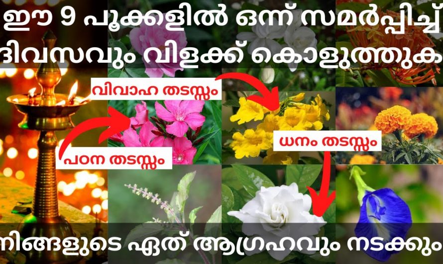 ഇത്തരം പൂക്കൾ സമർപ്പിച്ച് പ്രാർത്ഥിക്കുന്നത് നമ്മുടെ കുടുംബത്തിന് ഐശ്വര്യം കൊണ്ടുവരും..