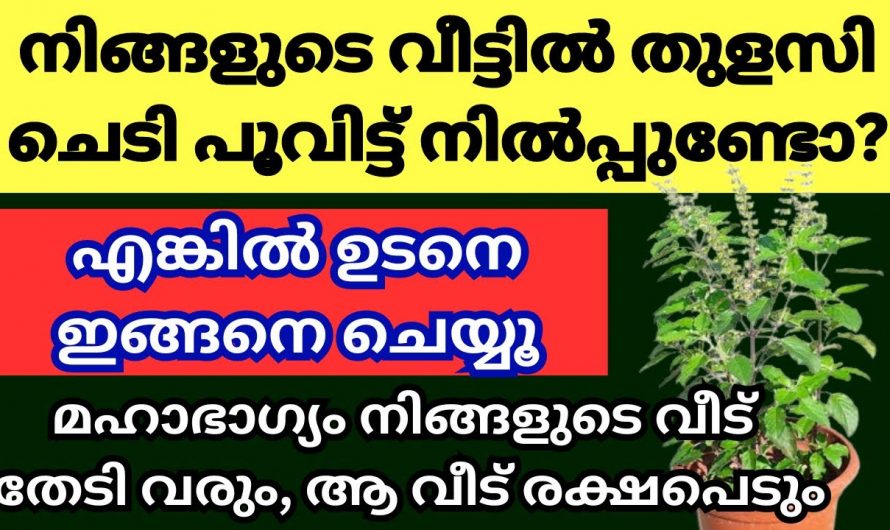 വീട്ടിൽ തുളസി നട്ടുപിടിപ്പിച്ചാൽ ലഭിക്കുന്ന ഗുണങ്ങൾ…