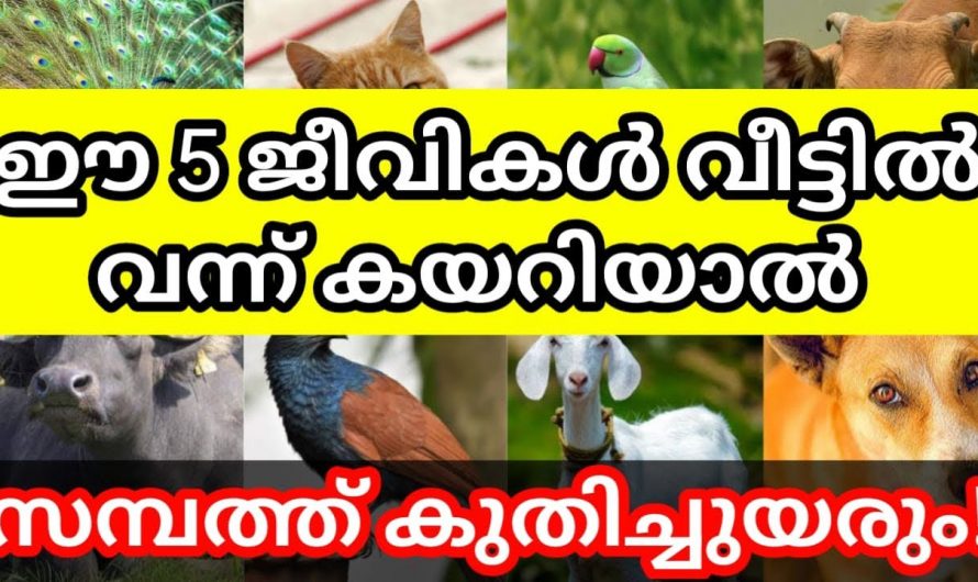 ലക്ഷ്മശാസ്ത്രപ്രകാരം ഇത്തരം പക്ഷികൾ വീട്ടിൽ വന്നാൽ സമ്പത്ത് കുമിഞ്ഞു കൂടും..