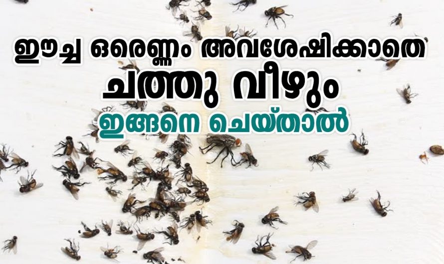 കയറിവരുന്ന ഓരോ ഈച്ചയെയും തുരത്താൻ ഇതിലും നല്ല മാർഗ്ഗം വേറെയില്ല.