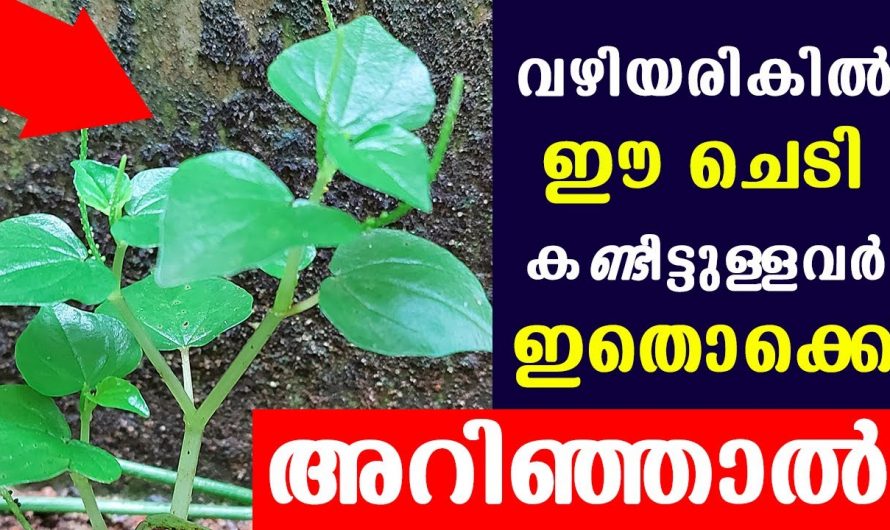 പിഴുതെറിഞ്ഞ് കളയുന്ന ഈ ഒരു ചെടി മതി വേദനയെ ഇല്ലാതാക്കാൻ.