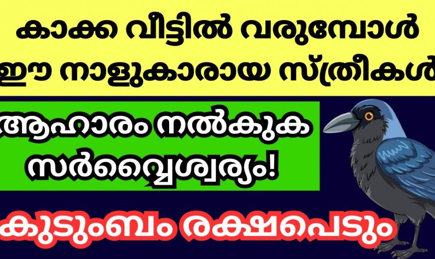 കുടുംബ ഐശ്വര്യം വർദ്ധിപ്പിക്കാൻ കാക്കകൾക്ക് ഇത്തരത്തിൽ ഭക്ഷണം കൊടുക്കൂ..