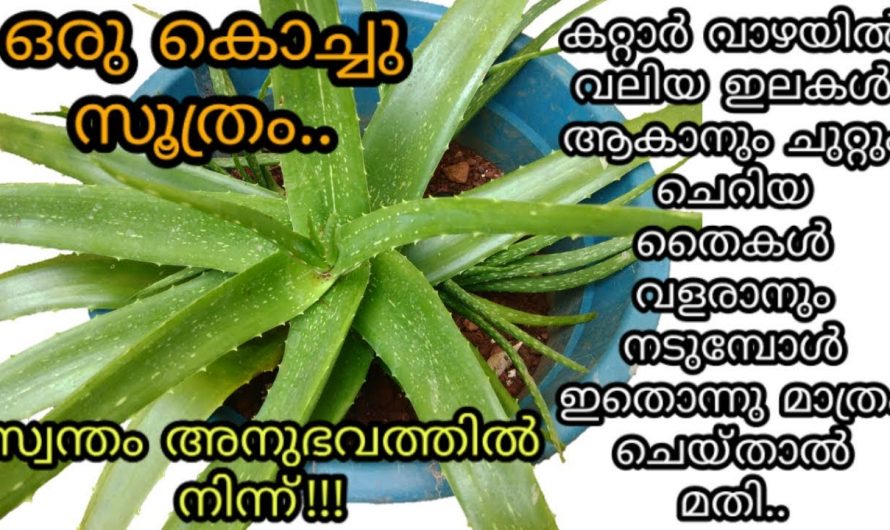 ഈയൊരു സൂത്രം മതി കറ്റാർവാഴ അടിമുതൽ തഴച്ചു വളരാൻ.