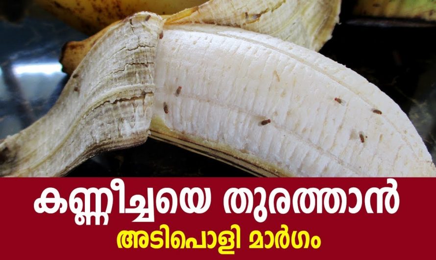 പറ്റിപ്പിടിച്ചിരിക്കുന്ന കണ്ണീച്ചകളെ  ഓടിക്കാൻ ഇതിലും നല്ലൊരു മാർഗം വേറെയില്ല.