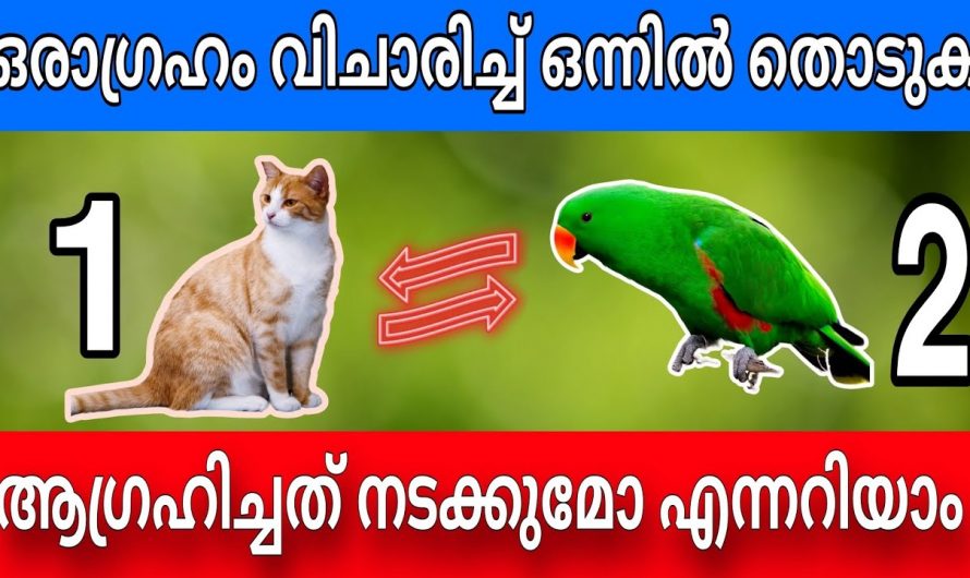 ആഗ്രഹിച്ചത് നടക്കുമോ എന്നറിയാൻ രണ്ടിൽ ഒന്ന് തൊടൂ.