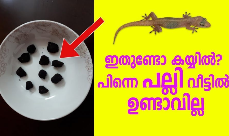 ഇതൊരു അല്പം മതി പല്ലി ശല്യത്തെ ഈസിയായി പരിഹരിക്കാൻ..