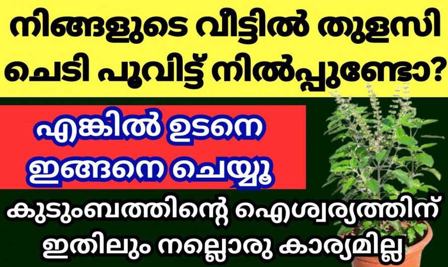 തുളസി പൂത്തുലഞ്ഞു നിൽക്കുന്ന വീടുകളിൽ ഈ ഒരു കാര്യം ചെയ്യൂ സർവൈശ്വര്യമാണ് ഫലം.