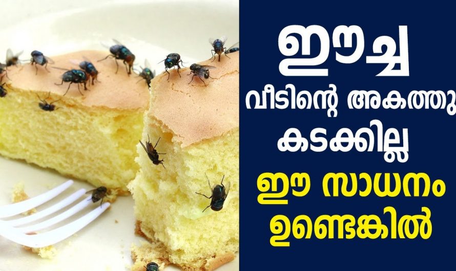 പത്തു പൈസ ചെലവില്ലാതെ ഈച്ചകളെ വീട്ടിൽ നിന്ന് ഓടിക്കാം.