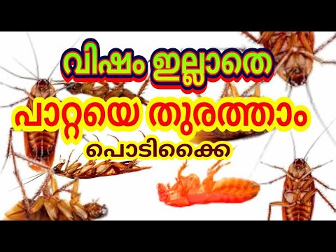 എത്ര ശ്രമിച്ചിട്ടും പാറ്റ ശല്യം മാറുന്നില്ലേ ? എങ്കിൽ ഇങ്ങനെ ചെയ്യൂ ഇത് നിങ്ങളെ ഞെട്ടിക്കും.