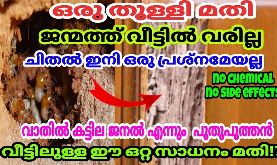 ചിതൽ ശല്യം മറികടക്കാൻ ഇതിലും നല്ലൊരു മാർഗം വേറെ ഇല്ല.