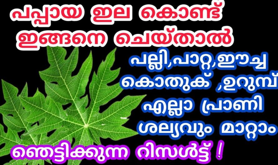 തിളക്കുന്ന വെള്ളത്തിലേക്ക് ഇത് ഇട്ടുകൊടുക്കൂ പല്ലി പാറ്റ കൊതുക് ഈച്ച എന്നിവയെ തുരത്താം.