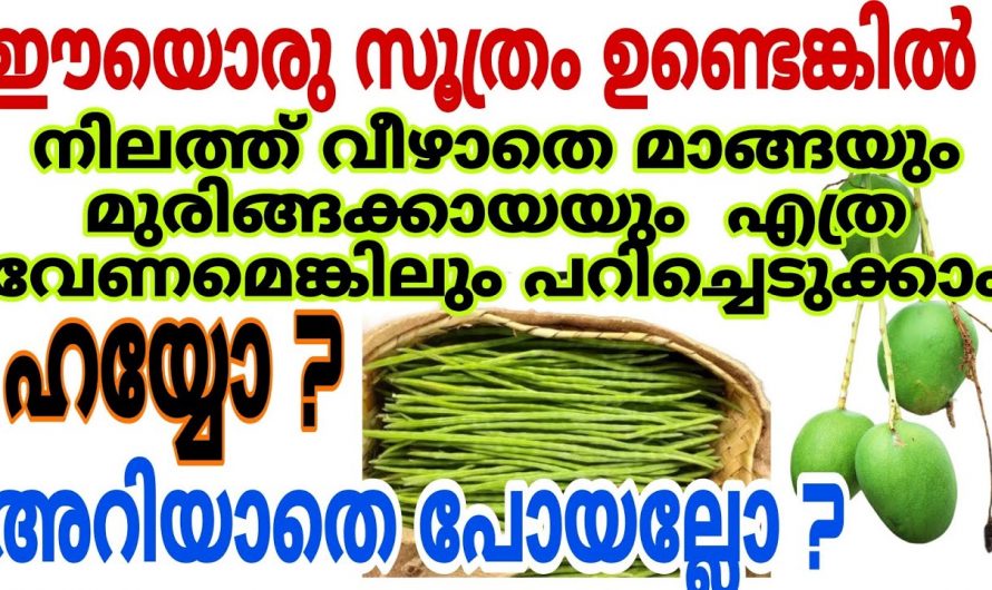 മാങ്ങയും മുരിങ്ങയും നിലത്ത് വീഴാതെ പറിക്കാൻ ഈ ഒരു ട്രിക്ക് ചെയ്താൽ മതി.