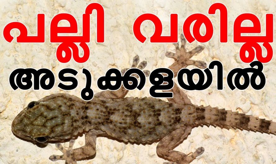 അടുക്കളയിൽ പല്ലി ശല്യം കൂടുതലാണോ ? എങ്കിൽ ഇതൊന്നു സ്പ്രേ ചെയ്യൂ പല്ലി വീടുവിട്ടോടും.