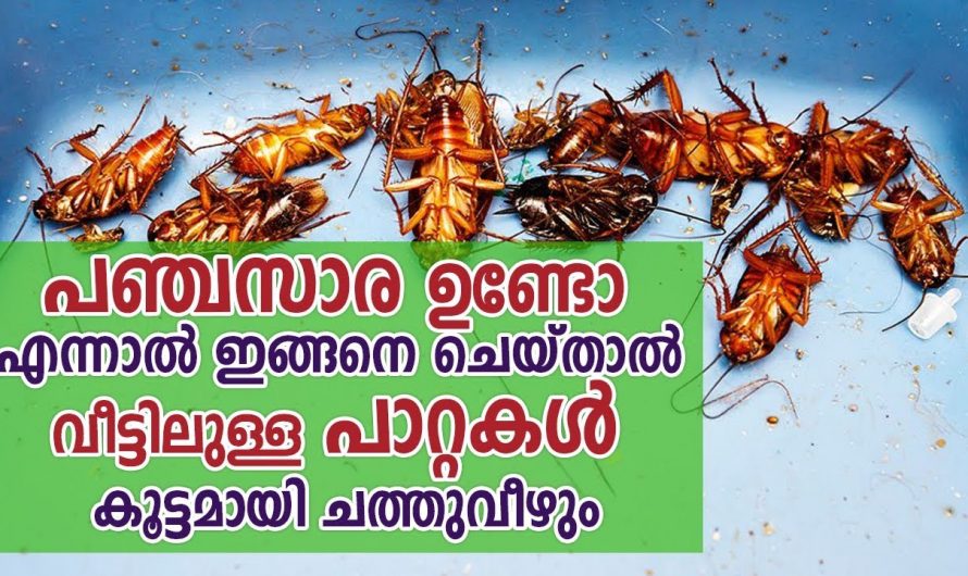 അല്പം പഞ്ചസാര മതി പാറ്റശല്യം പരിഹരിക്കാൻ.