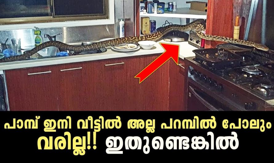 പാമ്പുകളെ വളരെ വേഗത്തിൽ തുരത്താൻ കിടിലൻ വഴി…