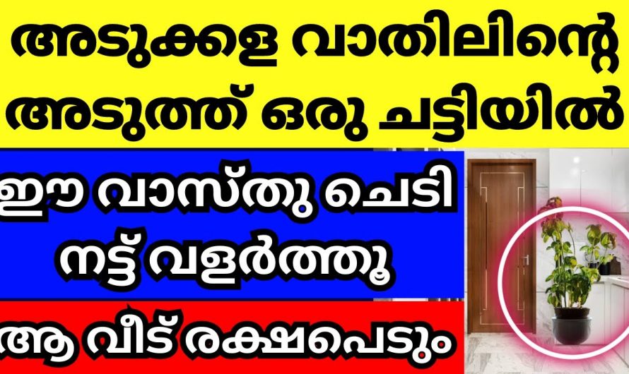 വാസ്തുപ്രകാരം ഈ ചെടികൾ അടുക്കള ഭാഗത്ത് നട്ടുവളർത്തിയാൽ സംഭവിക്കുന്നത്..