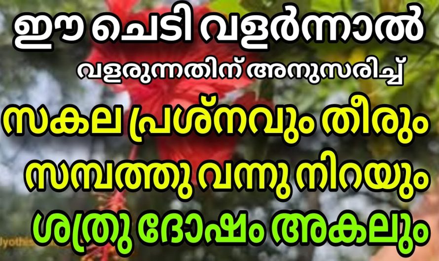 നിങ്ങളുടെ വീട്ടിൽ ഈ ചെടി നട്ടു വളർത്തിയാൽ ലഭിക്കുന്ന ഗുണങ്ങൾ..