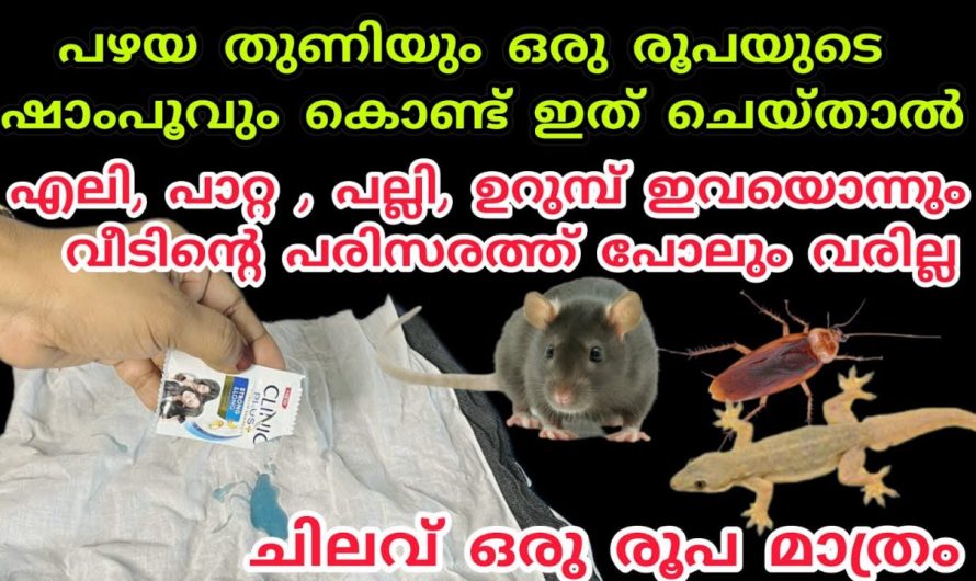 വീട്ടിലെ എലി, പല്ലി,ഉറുമ്പ്,പാറ്റ ശല്യം എളുപ്പത്തിൽ നീക്കം ചെയ്യാം…