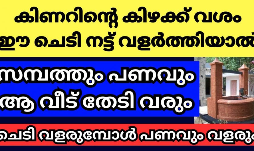 വീട്ടിൽ കിണറിന് ചുറ്റും ഈ ചെടികൾ വളർത്തിയാൽസൗഭാഗ്യങ്ങളുടെ പെരുമഴ…