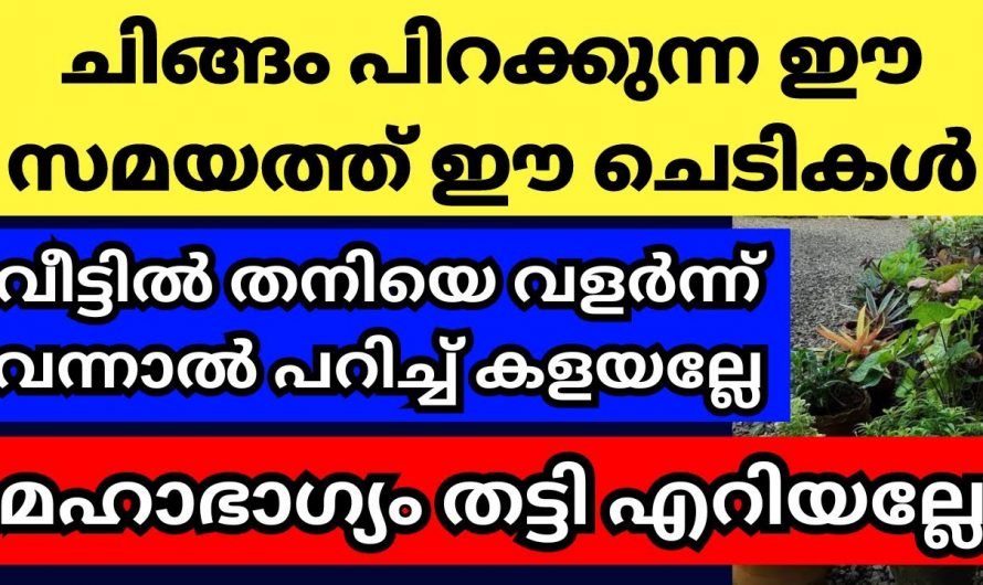 ചിങ്ങമാസം നിങ്ങളുടെ  പരിസരത്ത് ഈ ചെടികൾ വളർന്നാൽ ഐശ്വര്യം..