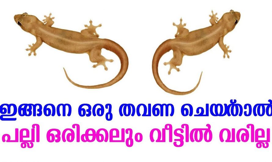 വളരെ എളുപ്പത്തിൽ പല്ലി ശല്യം പരിഹരിക്കാം…