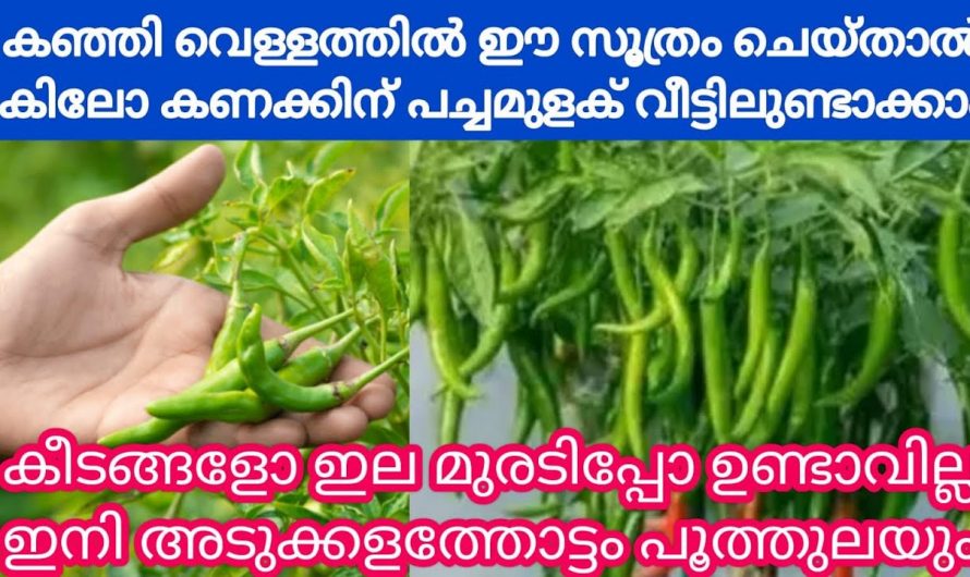 കഞ്ഞി വെള്ളം ഉണ്ടെങ്കിൽ ഏത് ചെടിയും 100 ഇരട്ടി ഫലം തരും…